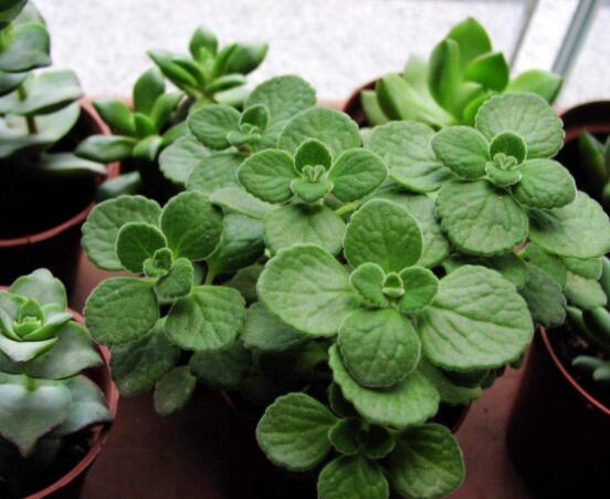 碰碰香如何澆水，做到見(jiàn)干見(jiàn)濕原則