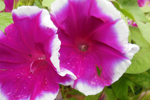 牽牛花結(jié)果后葉子黃了枯萎了