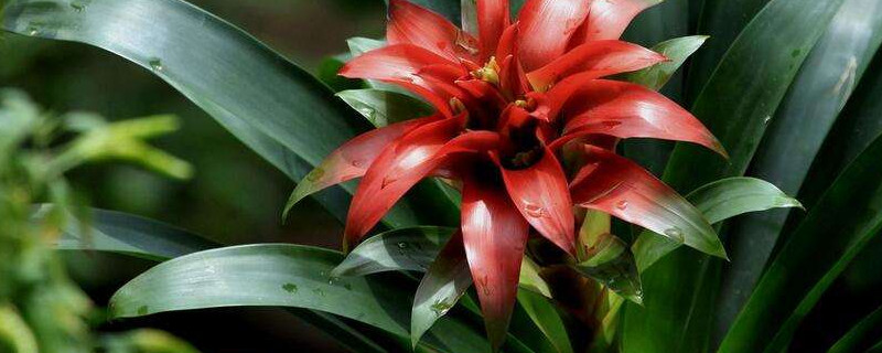 鴻運(yùn)當(dāng)頭小苗沒根能活嗎