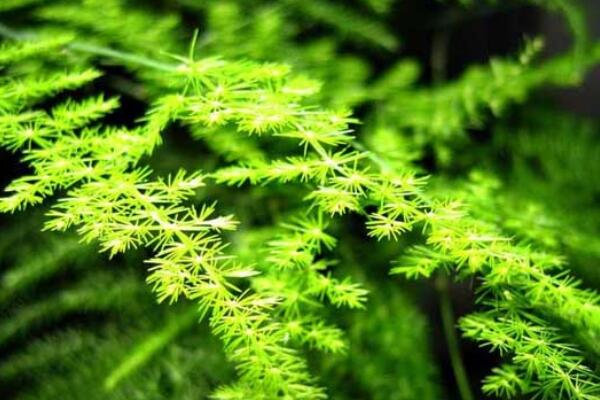 文竹小苗怎么養(yǎng)