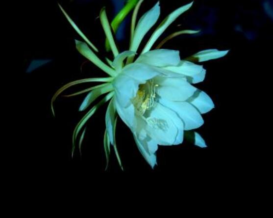 曇花的養(yǎng)殖方法和注意事項(xiàng)，老農(nóng)總結(jié)七大最實(shí)用養(yǎng)殖方法