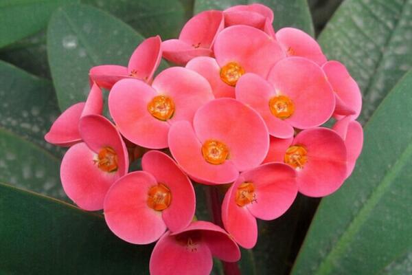 虎刺梅一年開幾次花，只要養(yǎng)護(hù)得當(dāng)虎刺梅可以四季開花