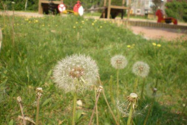 蒲公英怎么養(yǎng)，蒲公英養(yǎng)殖5大要點