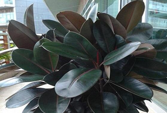 橡皮樹葉子打卷怎么辦，保持光照充足、溫度合理、忌積水