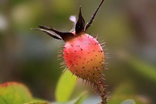 金櫻子果實(shí)什么時(shí)候成熟