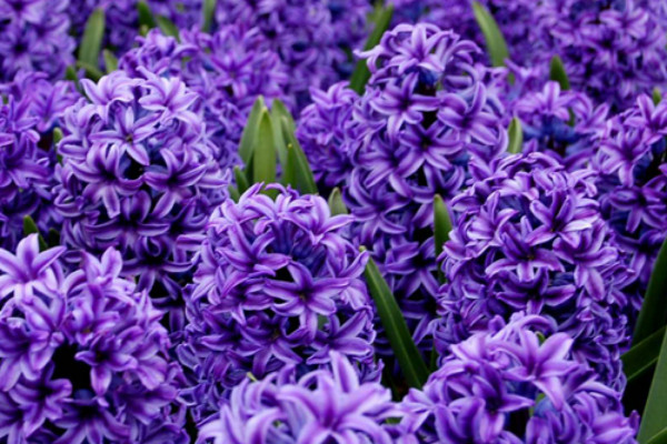 風(fēng)信子球根怎么栽培