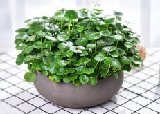 銅錢草怎么剪枝水培，剪成一根勤換水