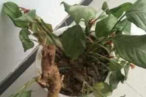 萬年青根發(fā)爛什么原因，萬年青爛根怎么辦