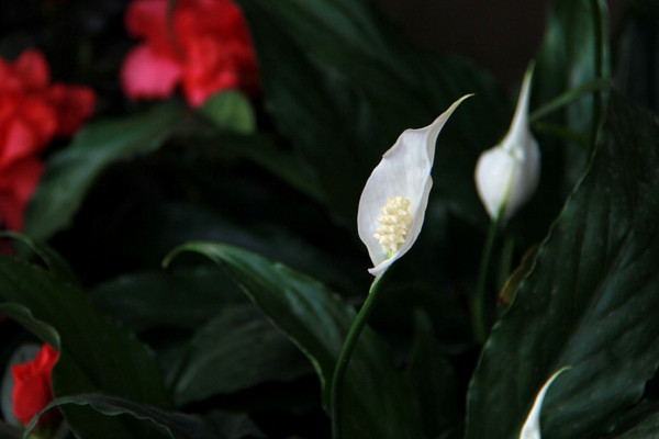 一帆風(fēng)順的葉子尖干枯怎么辦，可更換盆土或進(jìn)行通風(fēng)