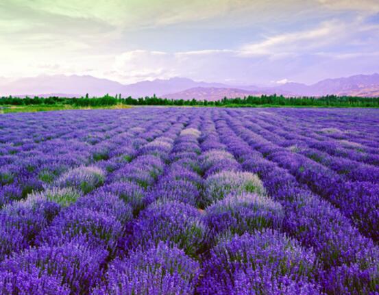 薰衣草花語和寓意，愛情的等待、堅定永恒的真愛