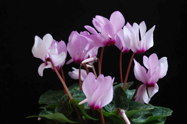 仙客來的種子如何采摘，在五月份成熟時(shí)收獲