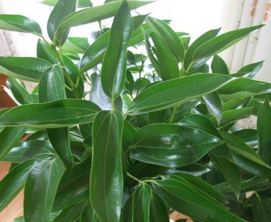 平安樹(shù)葉子發(fā)黑是怎么回事，三種原因以及解決方法