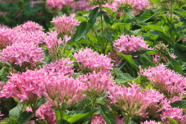 長(zhǎng)壽花花期施什么肥