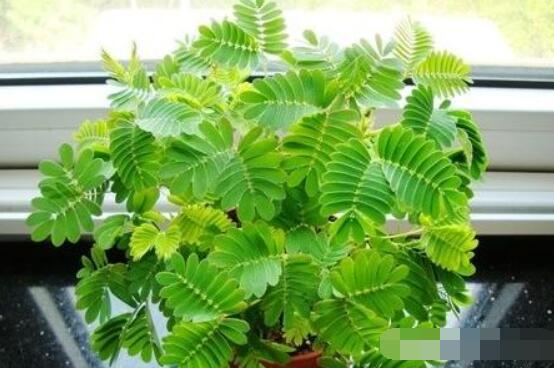 含羞草晚上會(huì)閉合嗎，會(huì)/屬于一種自然生長(zhǎng)澎壓現(xiàn)象