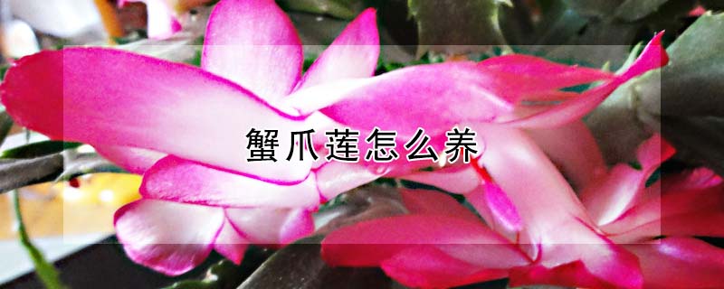 蟹爪蓮怎么養(yǎng)