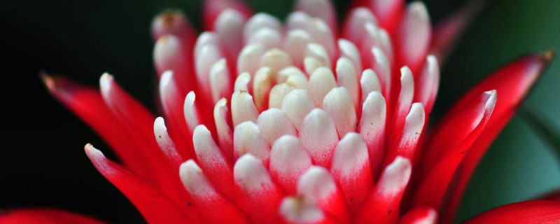 鴻運(yùn)當(dāng)頭頭斷了怎么辦