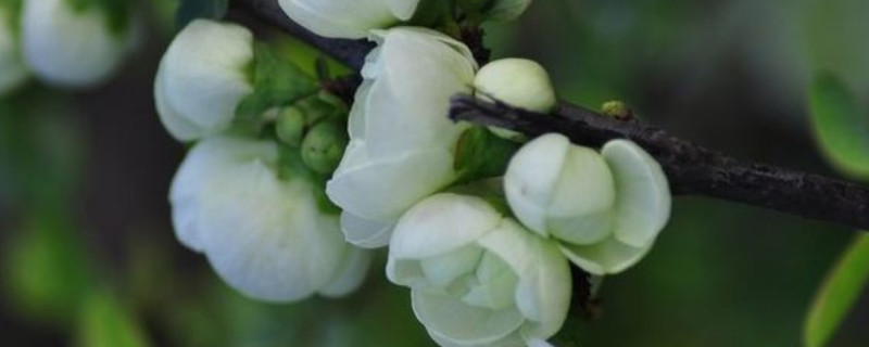 銀長壽海棠怎么養(yǎng)護(hù)