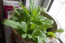 蒲公英怎么養(yǎng)，蒲公英養(yǎng)殖5大要點(diǎn)