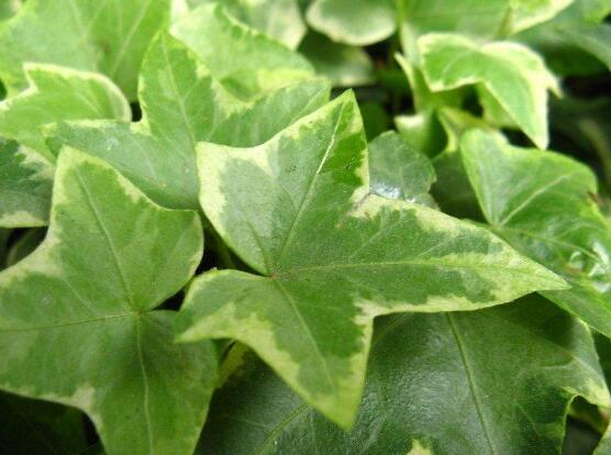 小葉常春藤的養(yǎng)殖方法，教你八個(gè)簡單易學(xué)基本方法