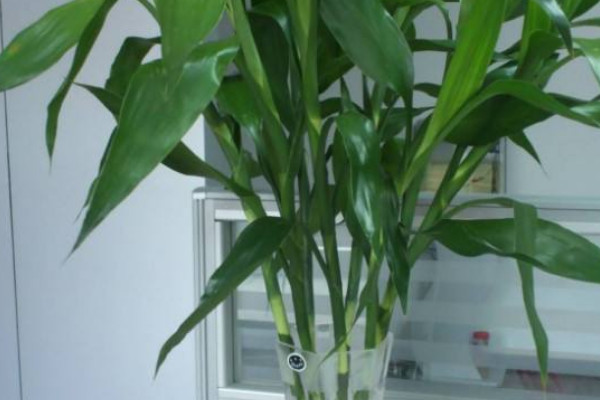 富貴竹水改土養(yǎng)方法