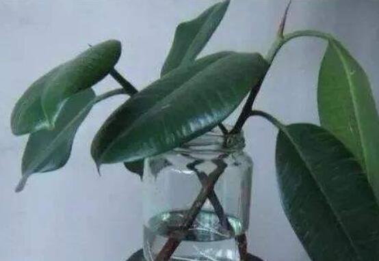橡皮樹剪下來怎么生根，做好五個步驟便可發(fā)芽長葉