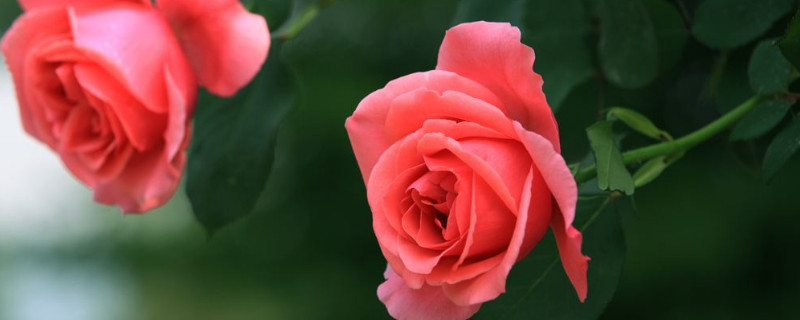 月季怕曬太陽(yáng)嗎