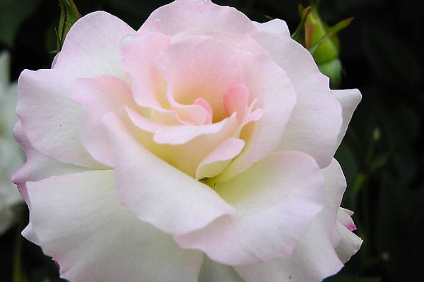 薔薇花怎么養(yǎng)家庭養(yǎng)法