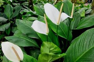 一帆風(fēng)順有毒嗎，一帆風(fēng)順適合家里養(yǎng)嗎/可以養(yǎng)