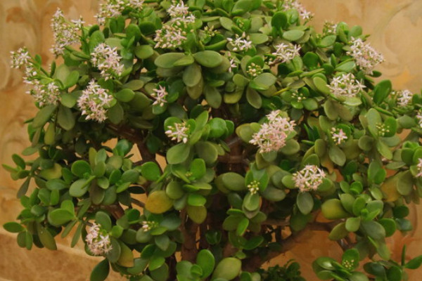 玉樹(shù)可以放在臥室里養(yǎng)嗎