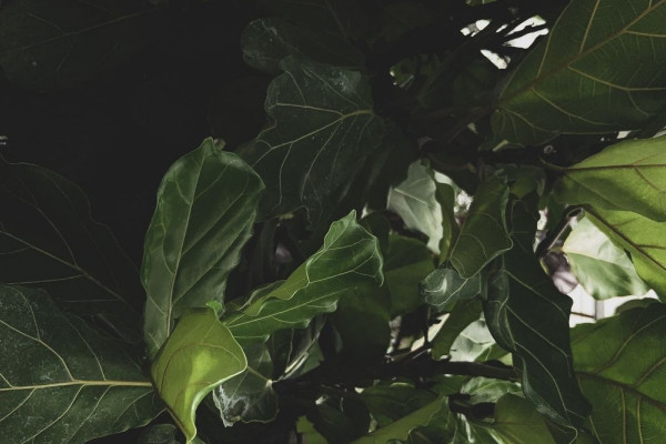 琴葉榕如何長(zhǎng)側(cè)芽