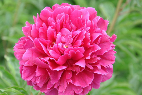 芍藥花冬天會(huì)凍死嗎