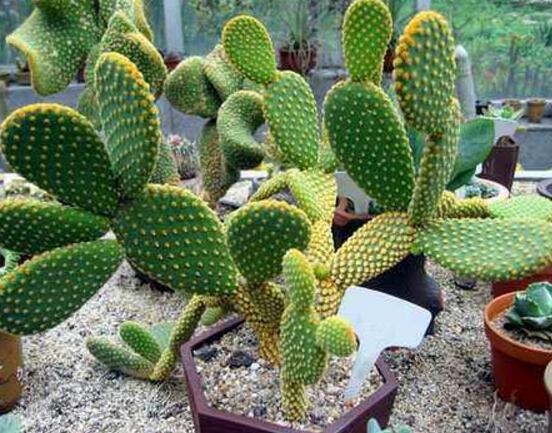 仙人掌適合在室內(nèi)養(yǎng)嗎，吸收輻射、釋放氧氣