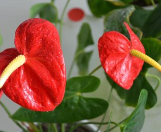 紅掌葉子發(fā)黃焦邊干枯是怎么回事，教你最直接有效三種解決措施