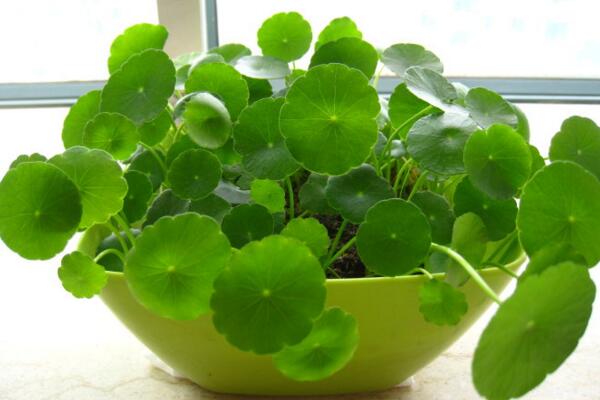 銅錢草與金錢草的區(qū)別，外形神似功效價(jià)值卻大不相同