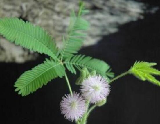 羞草怎么種，浸種晾干、覆土4厘米深(15天生根發(fā)芽)