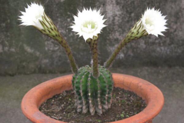 仙人球花和曇花的區(qū)別，介紹四種不同之處