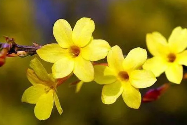 迎春花會結(jié)出什么果實