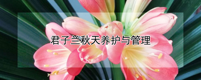 君子蘭秋天養(yǎng)護(hù)與管理
