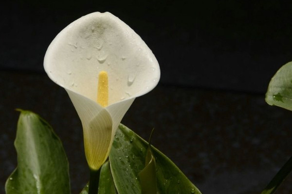 怎么讓馬蹄蓮開(kāi)花