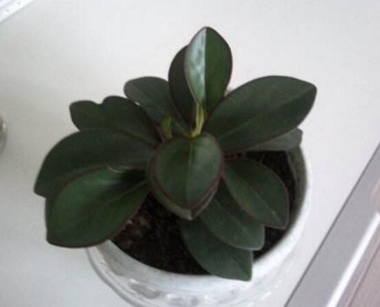 紫邊碧玉的養(yǎng)殖方法，老農總結的七個基本方法