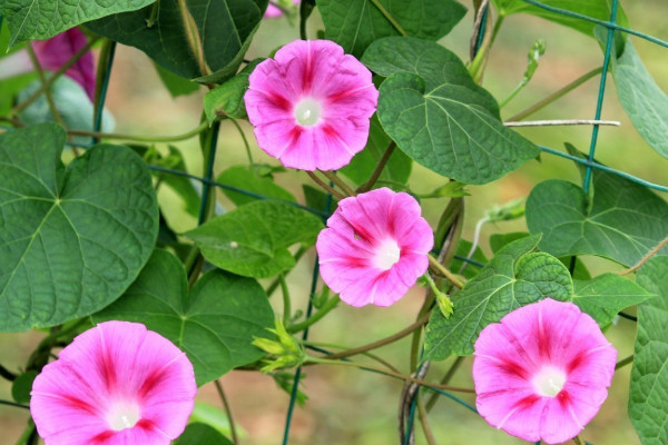 牽?；菸髸蟹N子嗎