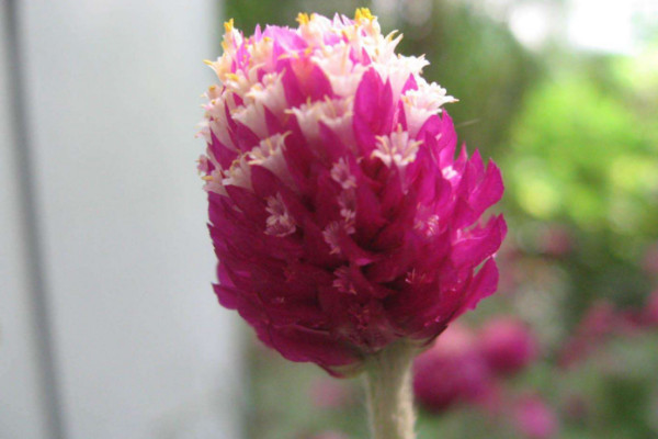 千日紅鮮花怎么養(yǎng)護(hù)