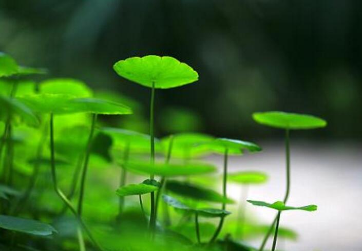 銅錢草放在什么位置好，放在陽(yáng)臺(tái)上最合適