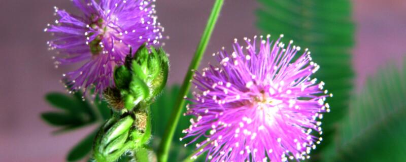 含羞草為什么會(huì)害羞