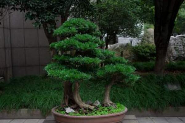 黑珍珠羅漢松如何養(yǎng)護(hù)