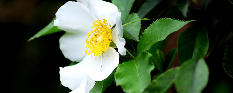 金櫻子花開(kāi)于什么季節(jié)