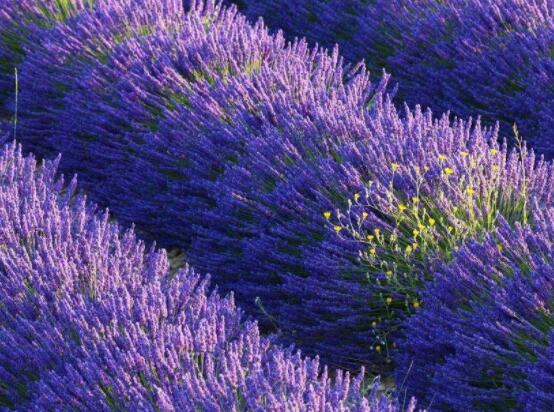 薰衣草的種類圖片大全，欣賞最好看的六大品種