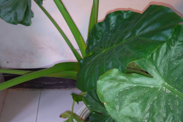 滴水觀音留幾個(gè)葉子好