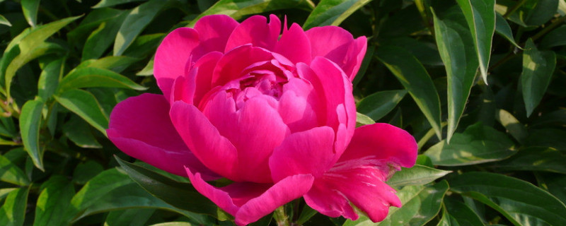 芍藥根能長(zhǎng)多大