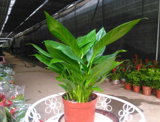 盆栽一帆風順怎么養(yǎng)，教你八個方法便可爆盆